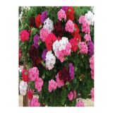 Videolu Rengarenk Karışık Renk 30 Adet Sardunya Çiçeği Fidanı 10-25cm Tüplü Geranium Flower