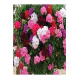 Videolu Rengarenk Karışık Renk 30 Adet Sardunya Çiçeği Fidanı 10-25cm Tüplü Geranium Flower