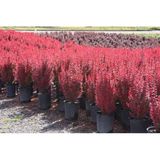 Videolu Roket Berberis Fidanı (40 60 Cm)1 Adet Saksılı Dış Mekan Bitkisi Berberis Thunbergii