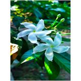 Videolu Şahane Kokulu 1 Adet Beyaz Ful Yasemin Fidanı 60-120cm Saksılı White Jasmine