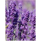 Videolu Şahane Kokulu 5 Adet Lavanta Çiçeği Fidanı 40-60cm Saksılı Lavander
