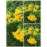 Videolu Sarı Acem Borusu Çiçeği 3 Adet 40-60 cm Dış Mekan Bitkisi ( Yellow Campsis Grandiflora)