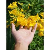 Videolu Sarı Acem Borusu Sarmaşık Borazan Çiçeği Fidanı Saksılı 1 Adet 30-60 Cm Trumpet Vine