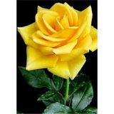 Videolu Sarı Aşılı Yediveren Gül 55 65 Cm Fidanı Saksıda Aşılı Gül Yellow Rose