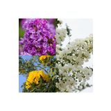 Videolu Sarı Beyaz Mor 3 Adet Oya Ağacı Fidanı 30-75CM Tüplü (Yellow White Purple Lacebark)