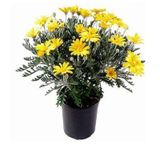 Videolu Sarı Çalı Papatyasi Kokulu (20 30 Cm)1 Adet Saksı ve Dış Mekan Bitkisi Coreopsis