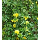 Videolu Sarı Çiçekli Kokulu Yasemin 50-100 cm Dış Mekan Bitkileri Jasminum Fruticans