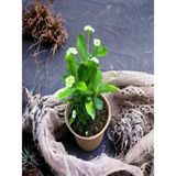 Videolu Sarı Çiçekli Milli Dikenler Tacı Mini Saksıda 1 Adet 5-10 Cm Iç/dış Mekan Bitki Euphorbia