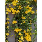 Videolu Sarı Çiçekli Yasemin Fidanı (70 90 Cm)1 Adet Saksılı Dış Mekan Bitkisi Jasminum Nudiflorum