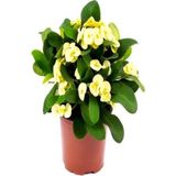 Videolu Sarı Dikenler Tacı Çiçeği 10-20 cm Tüplü Çiçekli Bodur Bitkiler Yellow Euphorbia Milli