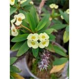 Videolu Sarı Dikenler Tacı Çiçeği Fidanı 1 Adet Saksılı 20-40cm Iç Mekan Bitkisi Kaktüs Euphorbia