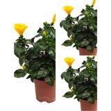 Videolu Sarı Japon Gülü Fidanı 3 Adet Saksılı/ Tüplü 50-70 Cm Salon Bitkisi Hibiscus Rose