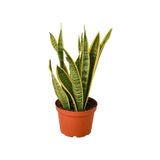 Videolu Sarı Kılıç Çiçeği Fidanı 1 Adet Saksılı 20-40cm Iç Mekan Salon Ofis Bitkisi(SANSEVİERİA)