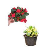 Videolu Sarı Kırmızı 2 Renk 2 Adet Milli Dikenler Tacı Çiçeği 15-30cm Saksılı Euphorbia