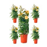 Videolu Sarı Kokulu Gül Fidanı 50-70 Cm 5 Adet Saksılı Bahçe Gülü Yellow Roses