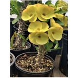 Videolu Sarı Milli Dikenler Tacı 1 Adet Saksılı 10-30 Cm Salon Bitkisi Kaktüs Euphorbia