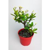 Videolu Sarı Milli Dikenler Tacı Büyük Boy (40 60 cm) Saksılı Kaktüs Euphorbia