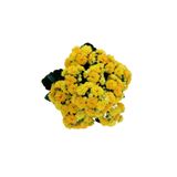 Videolu Sarı Renk Kalanşo Çiçeği 1 Adet Saksılı 10-20Cm İç Mekan Salon Bitkisi (Kalanchoe)