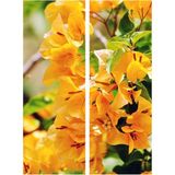 Videolu Sarı Sarıcılı Begonvil Çiçeği Fidanı 40-80 cm Saksılı Dış Mekan Ağaçları (Bougainvillea)