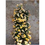 Videolu Sarı Sarmaşık Gül Fidanı Kokulu 90 140 Cm 1 Adet Tüplü Aşılı Gül Yellow Rose