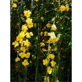 Videolu Sarı Yasemin Fidanı (100-12CM)1 Adet Saksılı Dış Mekan Sarmaşık Yellow Jasmine