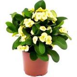 Videolu Sarı-Yellow Euphorbia Milii Dikenler Tacı Çiçekli Sarı Kaktüs 1.kalite Özel Ürün