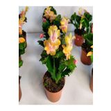 Videolu Sarı Yılbaşı Çiçeği Fidanı 1 Adet Saksılı 10-20Cm İç Mekan Bitkisi (Yellow Rhipsalidopsis)
