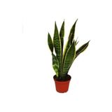 Videolu Sarılı Kılıç Çiçeği Fidanı 20-40cm Saksılı Çiçekli Bodur Bitkiler Sansevieria Trifasciata