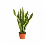 Videolu Sarılı Paşa Kılıcı Çiçeği Fidanı 40-55 Cm Saksılı Çiçekli Bodur Bitkiler Sansevieria