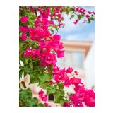 Videolu Sarmaşık Begonvil Çiçeği (40 50 Cm)1 Adet Saksılı Bahçe Dekoratifi Bitkisi Bougainvillea
