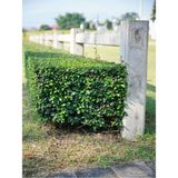 Videolu Şimşir Çalısı Fidanı 30-45 cm Saksılı Dış Mekan Bitkileri (Buxus Microphylla 'faulkner')
