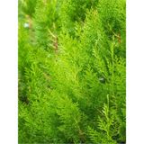 Videolu Sınırlı Stok Limoni Servi Fidanı ( 30 40 Cm)1 Adet Dış Mekan Bitkisi Cupressus Macrocarpa