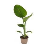 Videolu Starliçe-cennet Çiçeği Fidanı 1 Adet Saksılı 10-20cm Iç Salon Bitkisi (STARLİÇYA NİCOLAİ)