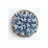 Videolu Sukulent Echeveria Runyonii Topsy Turvy Bitkisi 1 Adet Saksılı 5-10cm Salon Bitkisi