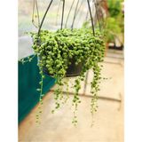 Videolu Tesbih Çiçeği Bezelye Kolyesi 1 Adet Saksılı 20-40 cm İç Mekan Bitkisi (Senecio Rowleyanus)