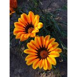 Videolu Turuncu 1 Adet Gazanya Çiçeği Saksılı 30-50CM (Gazania Flower)