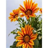 Videolu Turuncu Gazanya (5 15 Cm)10 Adet Saksılı/ Tüplü Çiçekli Bodur Bitki Gazania