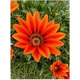 Videolu Turuncu Gazanya Çiçeği 15-30 Cm Saksılı Çiçekli Bodur Bitkiler Gazania