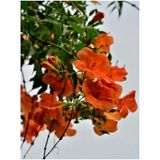Videolu Turuncu Japon Gülü Çiçeği Fidanı 20-45 Cm Saksılı Çiçekli Bodur Bitkiler Hibiscus Rose
