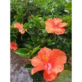 Videolu Turuncu Japon Gülü Çiçeği Fidanı 3 Adet Saksılı/ Tüplü 50-70 Cm Hibiscus Rose