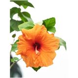 Videolu Turuncu Japon Gülü Çiçeği Fidanı 40-60 Cm Saksılı Çiçekli Bodur Orange Japanese Quince