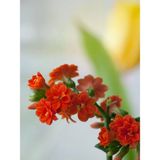 Videolu Turuncu Kalanşo Emel Hanım Çiçeği Fidanı 15-35cm Çiçekli Bodur Bitkiler Orange Kalanchoe