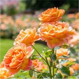 Videolu Turuncu Orange Pompon Yediveren 30 65cm Saksılı Aşılı Gül Orange Rose