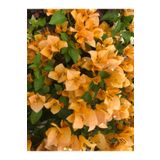 Videolu Turuncu Renkli 1 Adet Sarıcılı Begonvil Çiçeği Fidanı 80-120cm Saksılı Bougainvillea