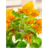 Videolu Turuncu Sarılıcı Begonvil Çiçeği Fidanı 90-120cm Saksılı Çiçekli Bodur Bougainvillea