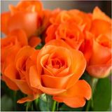 Videolu Turuncu Yediveren Kokulu Gül Fidanı 1 Adet (10-15 cm) Saksılı Aşılı Gül Orange Rose