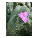Videolu Tüylü Telgraf Çiçeği Fidanı 20-30cm Askılı Saksılı Çiçekli Bodur Bitkiler Tradescantia