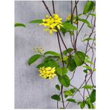 Videolu Yasemin Çiçekli Kokulu Sarı Renkli (50 80 Cm)1 Adet Dış Mekan Bitkisi Jasminum Fruticans