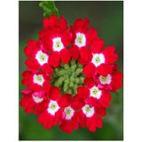 Videolu Yayılıcı Kırmızı Mine Çiçeği 1 Adet Saksılı 15-30 Cm Bahçe Yer Bitkisi Verbena Officinalis