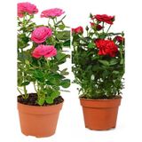 Videolu Yediveren 1 Adet Kırmızı Gül 1 Adet Pembe Gül Fidanı 35-60 Cm Saksılı/tüplü